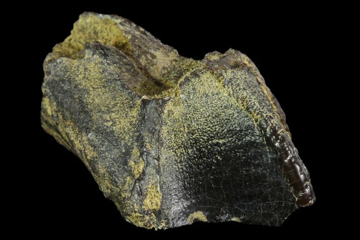 Partial Triceratops Tooth - South Dakota #87046